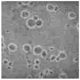 CPM-0HAOP0459-10